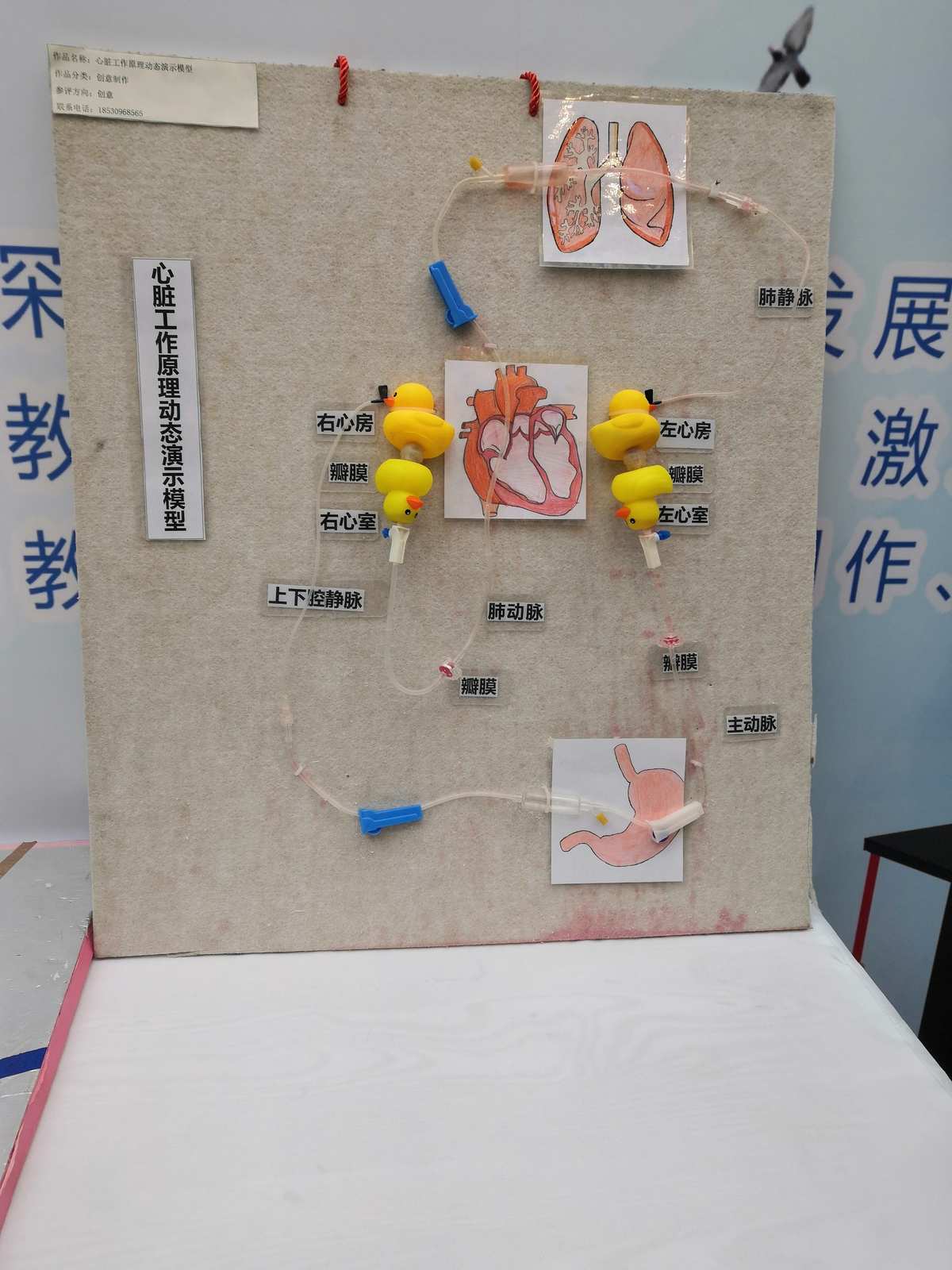 自制教具齊爭彩，科技創新領未來 教學模型與教具銷售新風尚